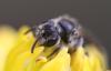 Andrena sp.
